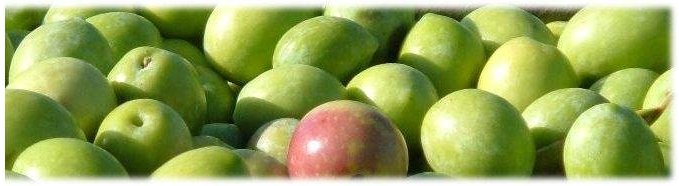 VIDEO – L’huile d’Olive de SICILE VIDEO – L’huile d’Olive de SICILE