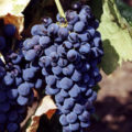 Vin sicilien Nero d avola