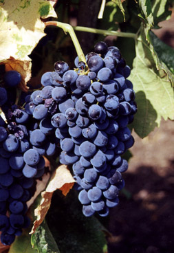 Vin sicilien Nero d avola