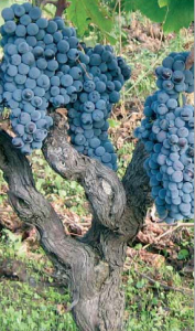 Vin de Sicile Nerello Mascalese