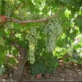 Grecanico vins siciliens