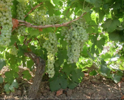 Grecanico vins siciliens