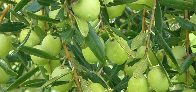 Huile d'olive vierge extra de Sicile